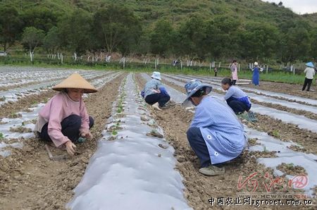 漳州三红柚子苗价格