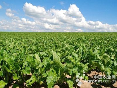 土豆种植技术与管理