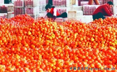 罗曼西红柿批发市场