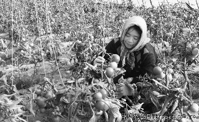 北京孚瑞加西红柿品种
