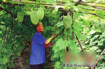 浙江宁波现“西瓜中的LV”的双色西瓜