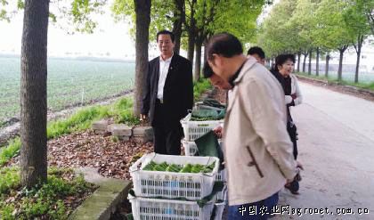 小叶黄杨种植方法