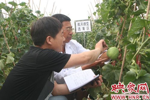 富贵粉王西红柿种子公司