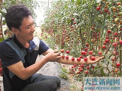 天鹰椒种子多少钱一斤