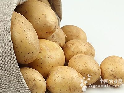 闽薯一号土豆供应信息