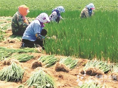 旱地水稻全程种植技术