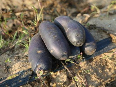 长寿豆的种植方法