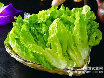 津绿75白菜种植技术