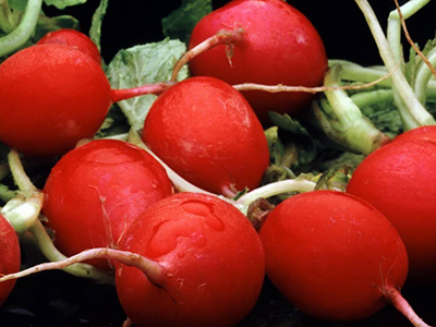 红线茄种子