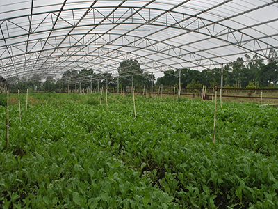 赤苍藤种植产量