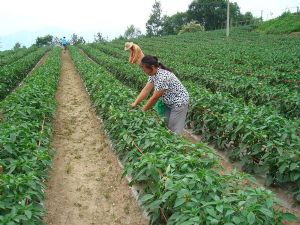 供应湖北长阳红辣椒