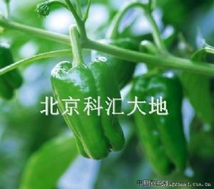 供应纳禾牌蔬菜青椒