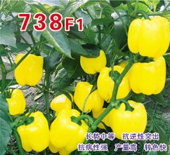 供应738F1—甜椒种子