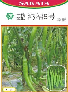 供应鸿福8号菜椒