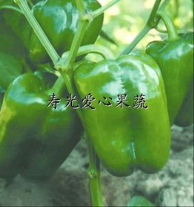 供应套菜礼品菜——太空椒