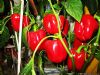 供应红泰—甜椒种子