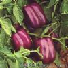供应紫泰—甜椒种子